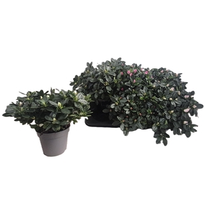 RHODO SI VOGEL GEM
