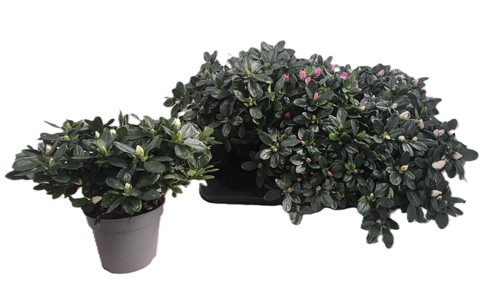<h4>RHODO SI VOGEL GEM</h4>