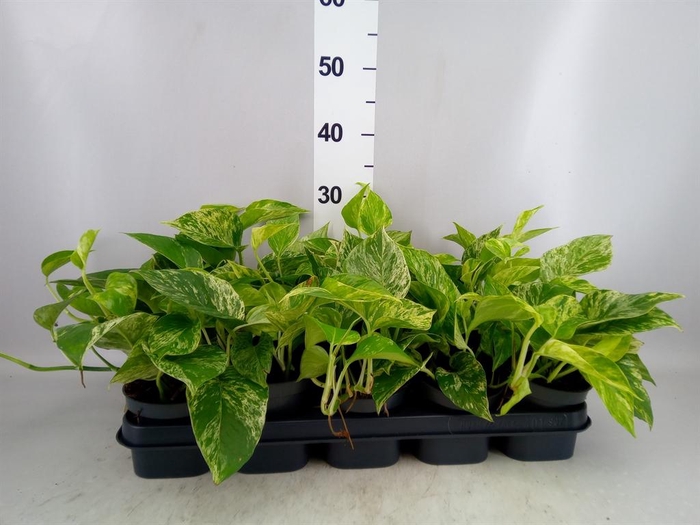 <h4>Epipremnum pinn. 'Marble Queen'</h4>