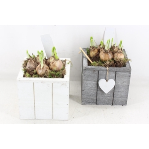 arr4 Narcis JS - Hout 4kant blok grijs/wit