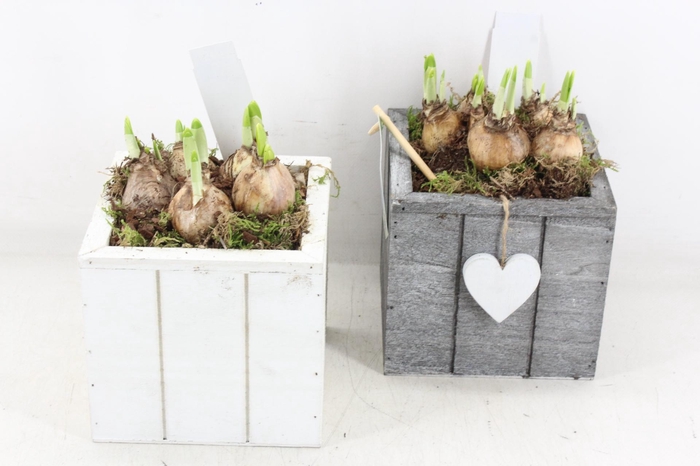 <h4>arr4 Narcis JS - Hout 4kant blok grijs/wit</h4>