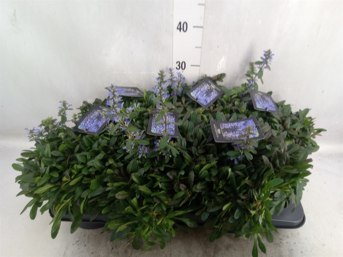 Ajuga reptans   ...