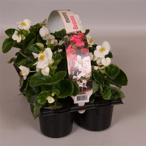 Begonia Semp groenbladig wit 6p