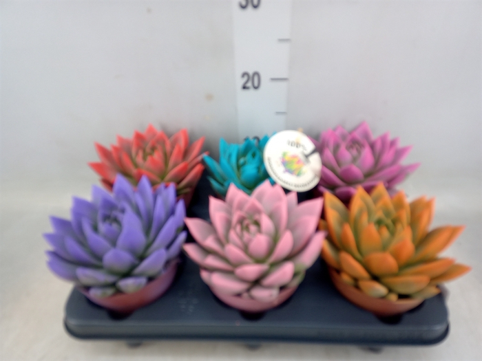 <h4>Echeveria  'Miranda'</h4>