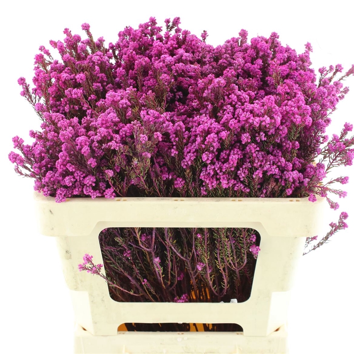 <h4>Kaaps Rock Phylica Klb Cerise</h4>