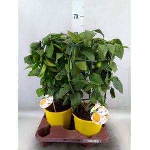 Citrus meyeri 'Meyer'
