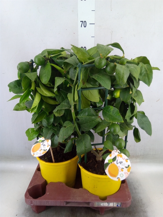 <h4>Citrus meyeri 'Meyer'</h4>