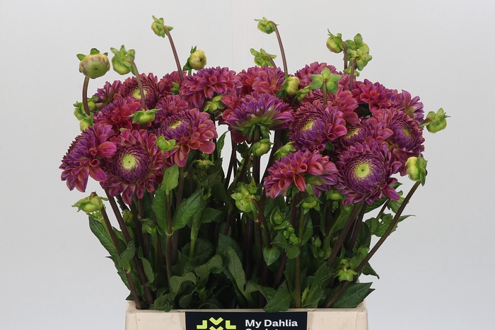<h4>Dahlia Caitlin's Joy</h4>