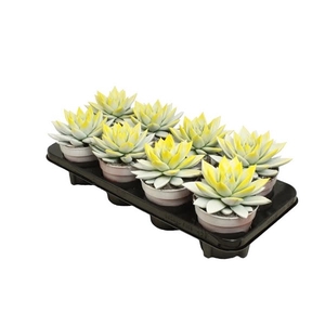 Echeveria Bicolor White/Yellow