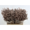 Dried Limonium Diamond Champagne Pst