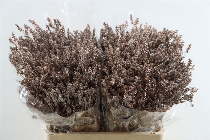 <h4>Dried Limonium Diamond Champagne Pst</h4>