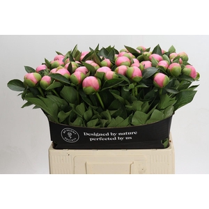 Paeonia Etched Salmon