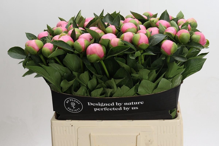 <h4>Paeonia Etched Salmon</h4>