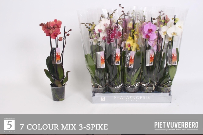 <h4>PHAL GEM 7 KL</h4>