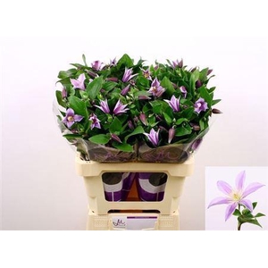Clematis Star River Lila