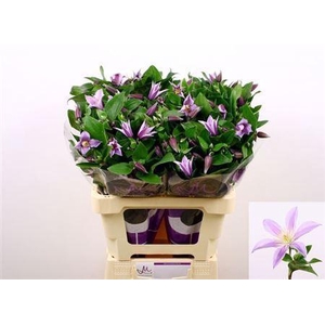 Clematis Star River Lila