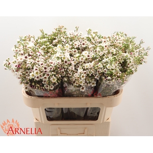Chamelaucium Janelle