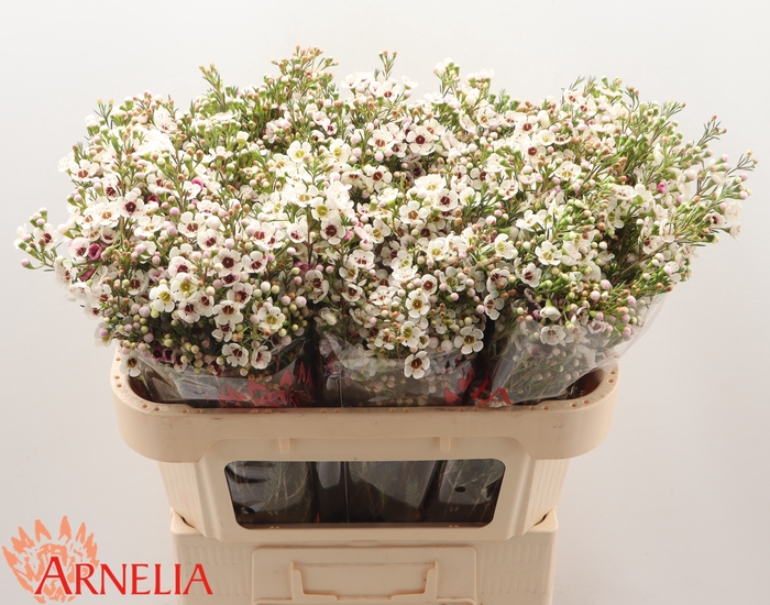 <h4>Chamelaucium Janelle</h4>
