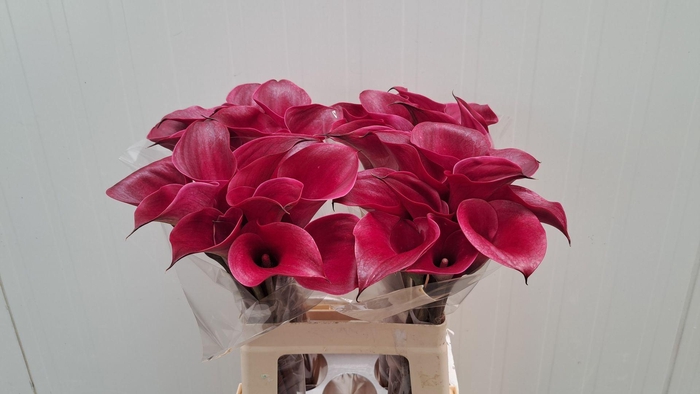 <h4>CALLA TOKYO ZANT TOKYO</h4>