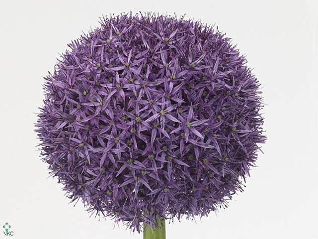 Allium Globemaster