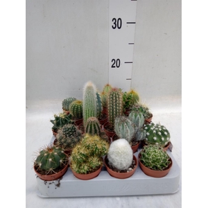 Cactus   ...mix