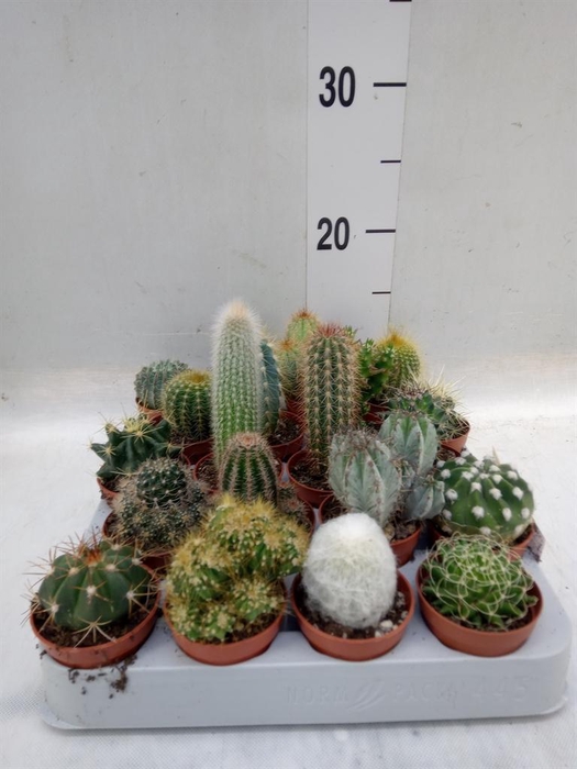 <h4>Cactus ...mix</h4>