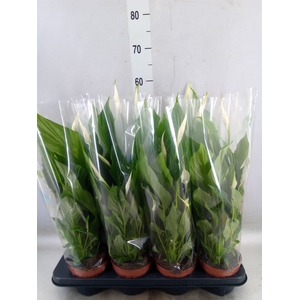 Spathiphyllum  'Strauss'