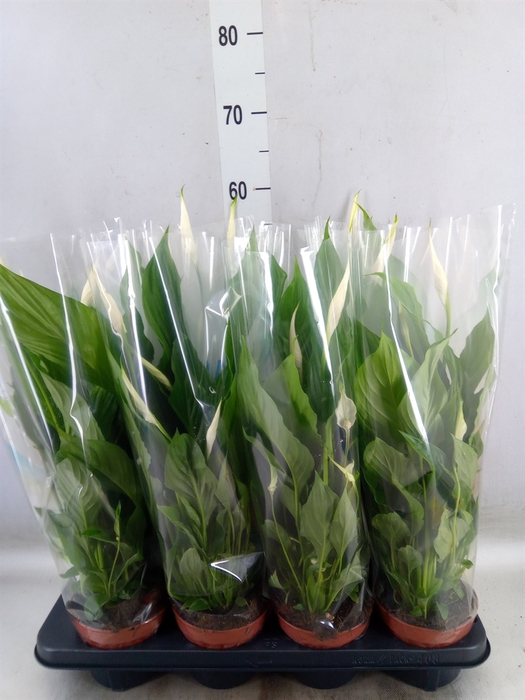 <h4>Spathiphyllum  'Strauss'</h4>
