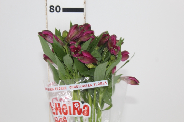 <h4>ALSTROEMERIA NAPOLI 080 CM</h4>