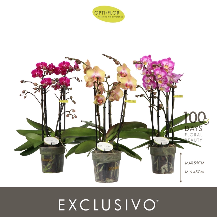 <h4>Optimost & Exclusivo Mix 4 spike</h4>