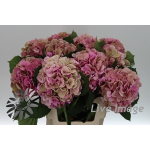 Hydrangea elbtal classic