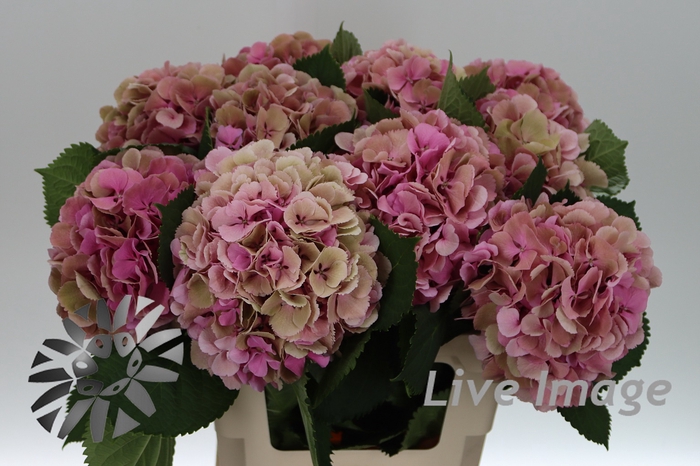 <h4>Hydrangea elbtal classic</h4>