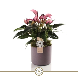 Bari keramiek Purple - Zizou 12cm