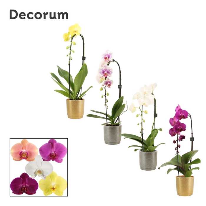 <h4>Phalaenopsis cascade 1 tak mix in Gabriël (Deco-collection)</h4>