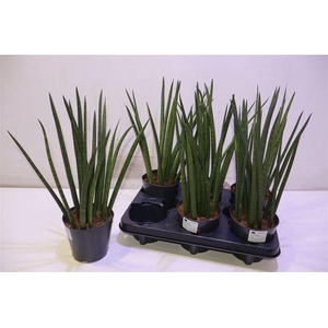 arr8 Sansev Cylindrica Ov