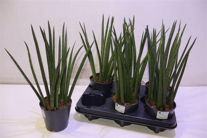 <h4>arr8 Sansev Cylindrica Ov</h4>