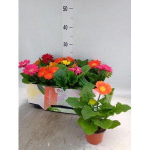 Gerbera  'Open Air'   ...mix