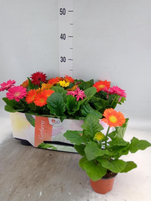 <h4>Gerbera  'Open Air'   ...mix</h4>