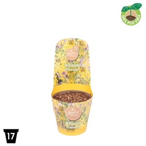 Allium Flavum