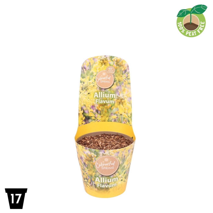 <h4>Allium Flavum</h4>