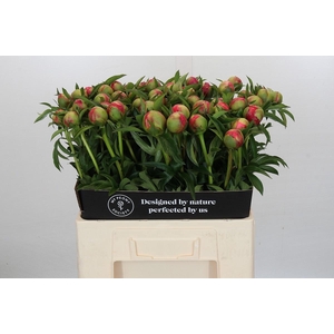 Paeonia Coral Charm