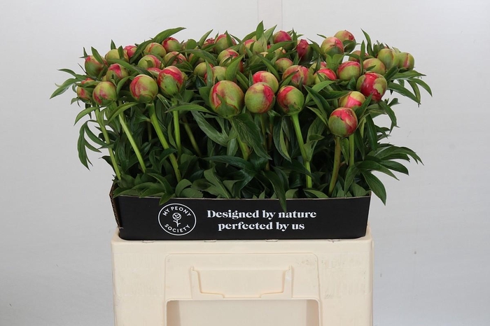 <h4>Paeonia Coral Charm</h4>