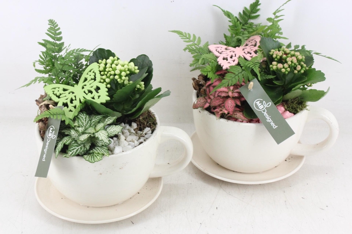 <h4>arr2 MB - Kop en schotel - roze/wit</h4>