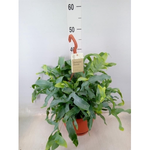 Phlebodium aureum 'Blue Star'