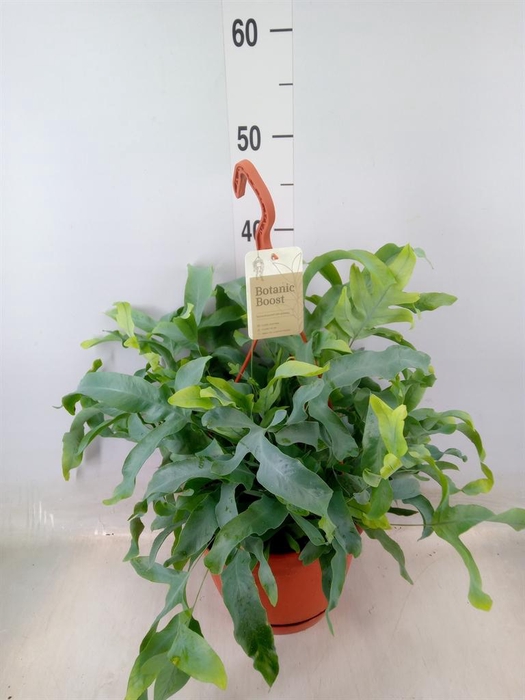 <h4>Phlebodium aureum 'Blue Star'</h4>