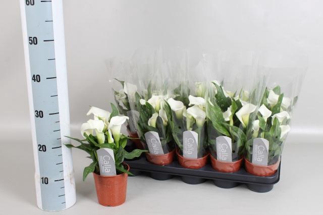 <h4>ZANT CAPT FRESCO</h4>