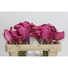 Zantedeschia 'Zazu'