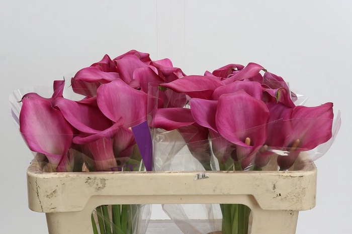 Zantedeschia 'Zazu'