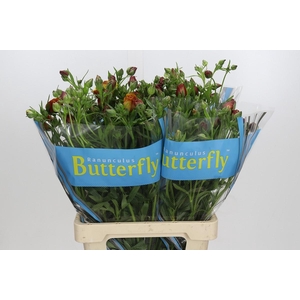 Ranunculus Butterfly Satyros