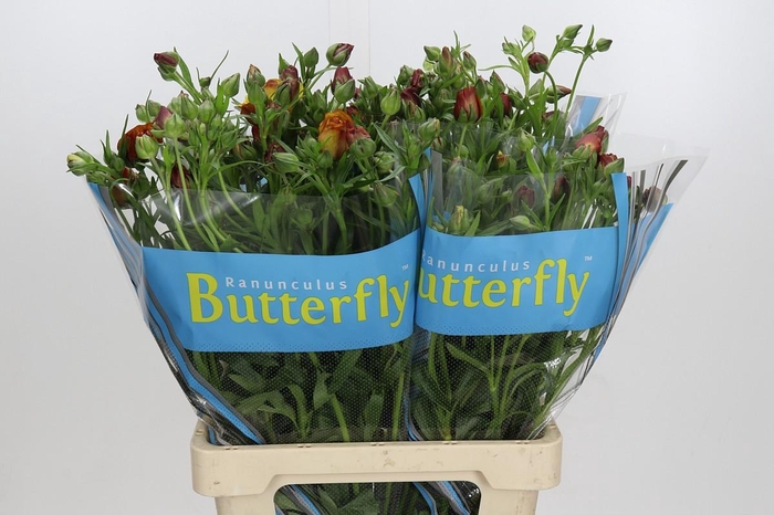 <h4>Ranunculus Butterfly Satyros</h4>